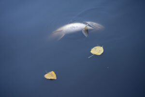 Канализация и мертвая рыба. Жителям так и не дали отчет о масштабе загрязнения Охты. Верить ли, что в питьевую воду ничего не попало