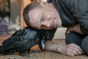 Спасти вороненка Феню. Год назад петербуржец нашел птицу со сломанным позвоночником, сам прооперировал ее, а теперь учит летать